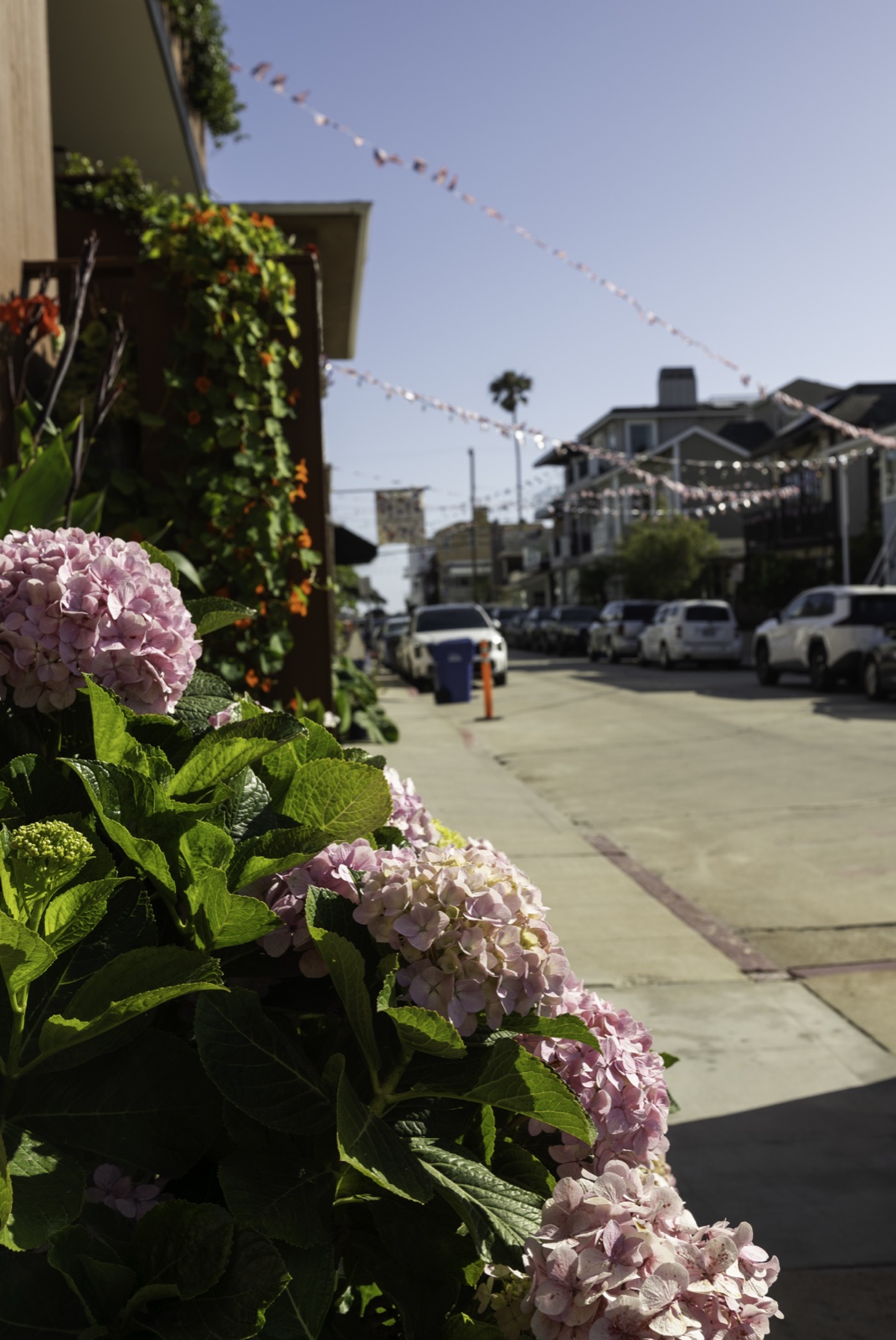 2nd Street, Belmont Shore — hydrangeas and bunting